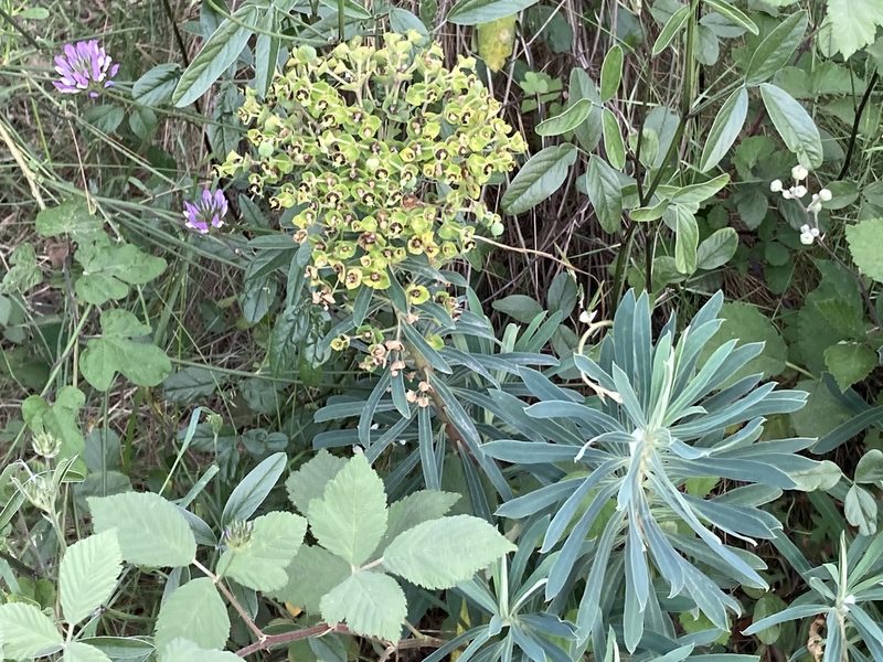 Euphorbia characias, photographed by Marc Riera