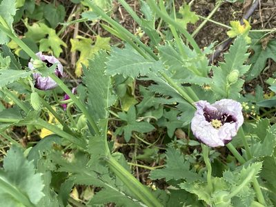 Papaver somniferum, photographed by Marc Riera