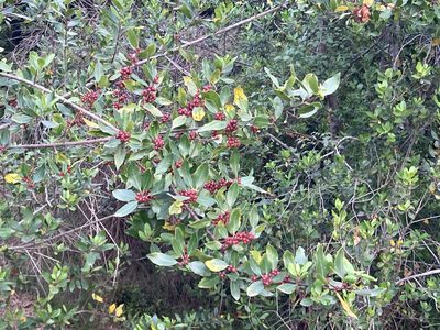 Rhamnus alaternus, photographed by Marc Riera