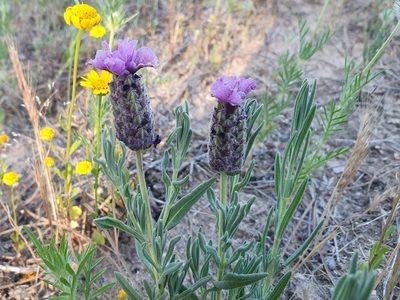 Lavandula stoechas, photographed by Mehdi Chetibi