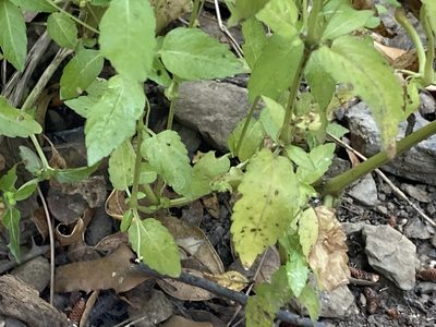 Mercurialis annua, photographed by Marc Riera