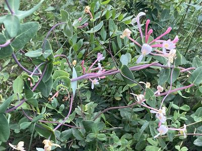 Lonicera implexa, photographed by Marc Riera