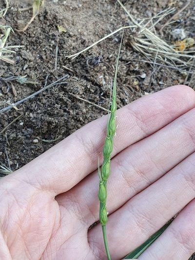 Aegilops ventricosa, photographed by Mehdi Chetibi