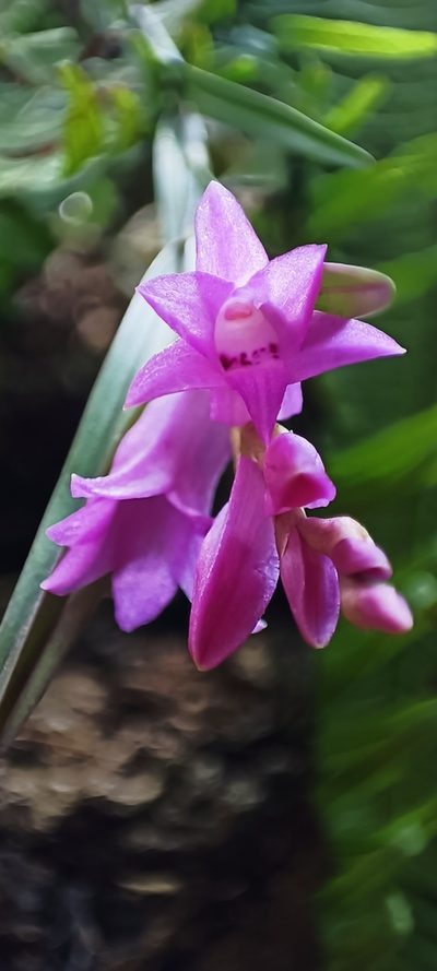 Isochilus unilateralis, photographed by J Alejandro González Castillo