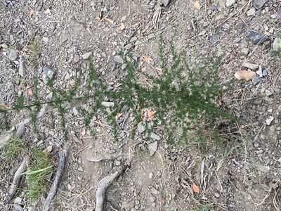 Asparagus acutifolius, photographed by Marc Riera