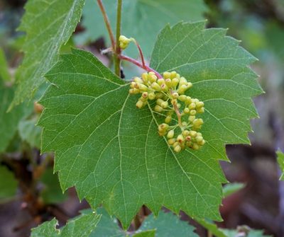 Vitis arizonica, photographed by Andrew Tree