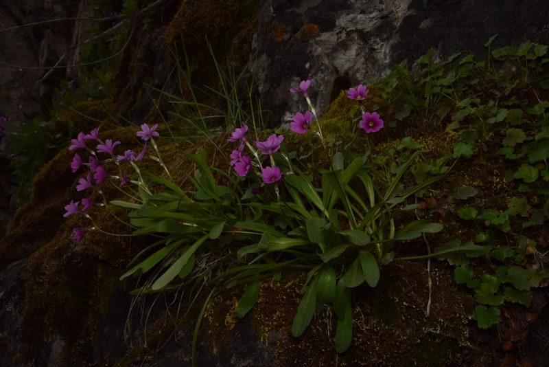 Primula maguirei, photographed by Mitch Van Dyke
