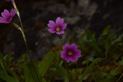 Primula maguirei, photographed by Mitch Van Dyke