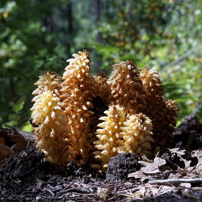 Conopholis alpina, photographed by Andrew Tree