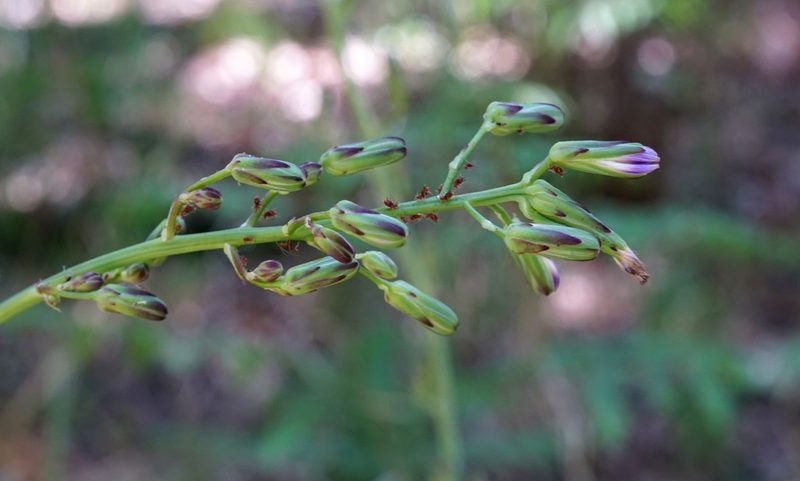 Lactuca graminifolia, photographed by Andrew Tree