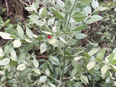 Ruscus aculeatus, photographed by Marc Riera