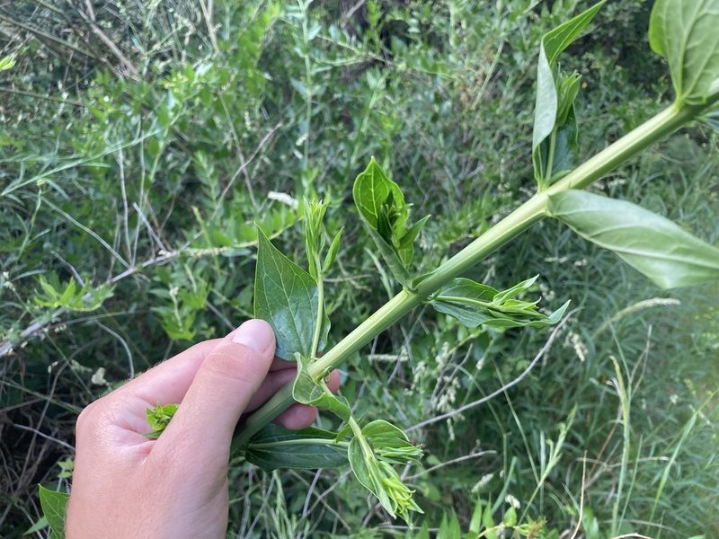Coriaria myrtifolia, photographed by Marc Riera