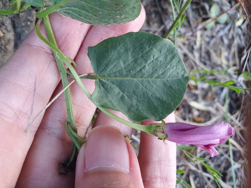Convolvulus durandoi, photographed by Mehdi Chetibi