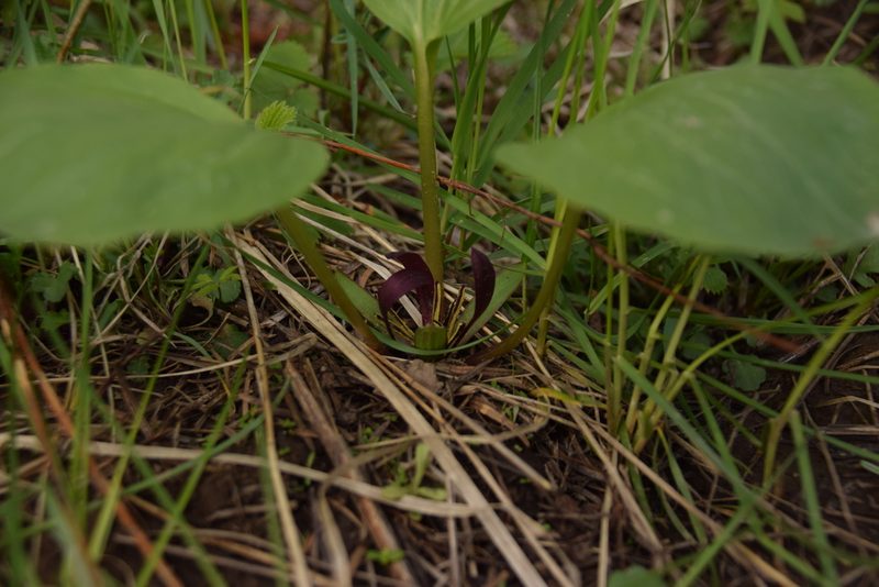 Trillium petiolatum, photographed by Mitch Van Dyke