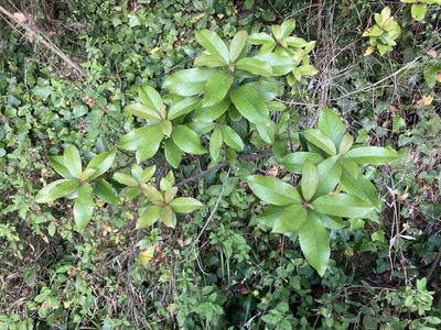 Arbutus unedo, photographed by Marc Riera
