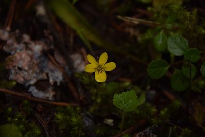 Viola orbiculata, photographed by Mitch Van Dyke