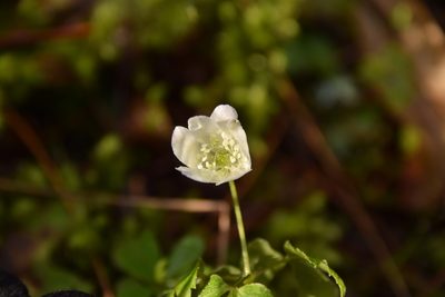 Anemonoides piperi, photographed by Mitch Van Dyke
