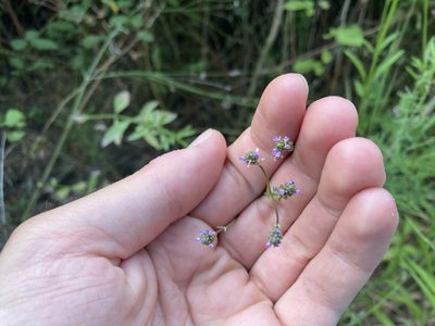 Verbena brasiliensis, photographed by Marc Riera