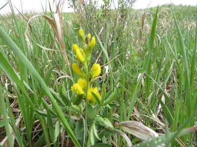 Thermopsis rhombifolia, photographed by dghjertaas