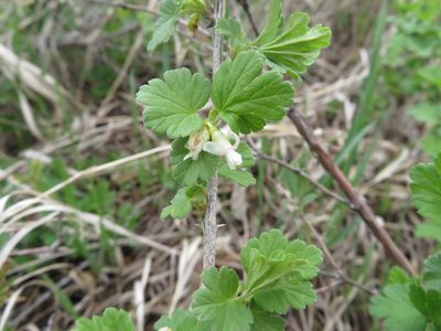 Ribes oxyacanthoides, photographed by dghjertaas