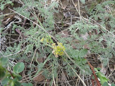 Lomatium foeniculaceum, photographed by dghjertaas