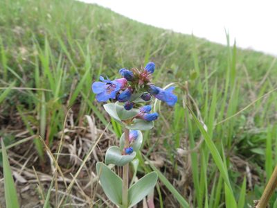 Penstemon nitidus, photographed by dghjertaas