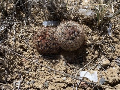 Pelecyphora vivipara, photographed by Elliott Gordon