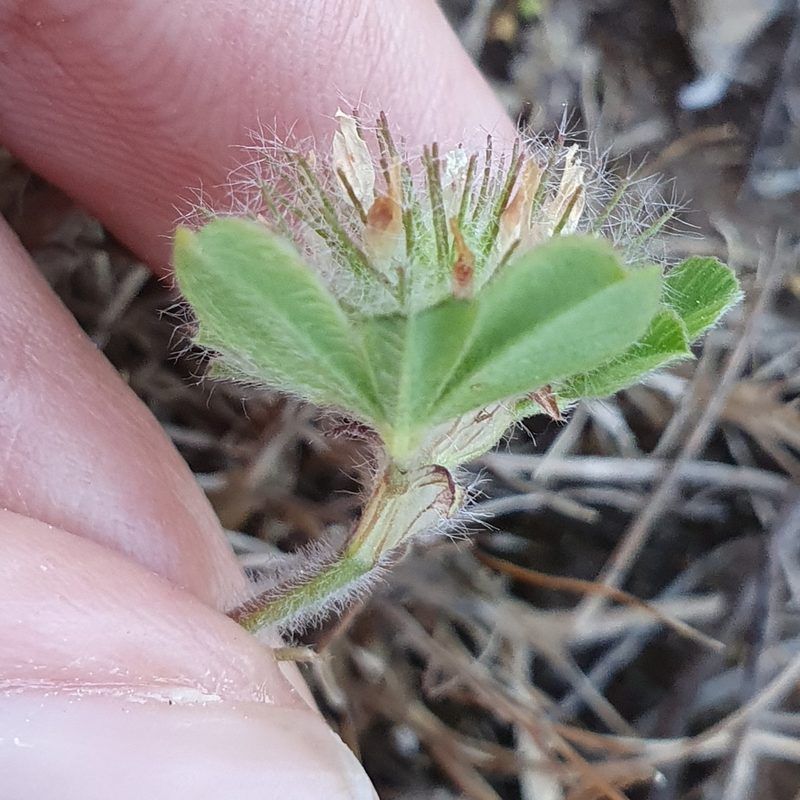 Trifolium cherleri, photographed by Mehdi Chetibi