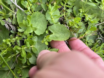 Centella erecta