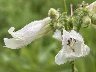 Penstemon digitalis, photographed by Stephanie Dolrenry