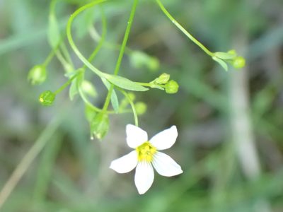 Linum catharticum, photographed by David Delon