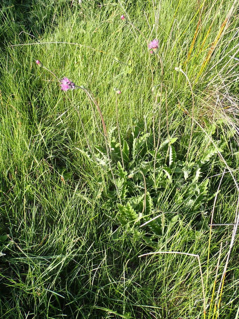 Cirsium tuberosum, photographed by David Delon