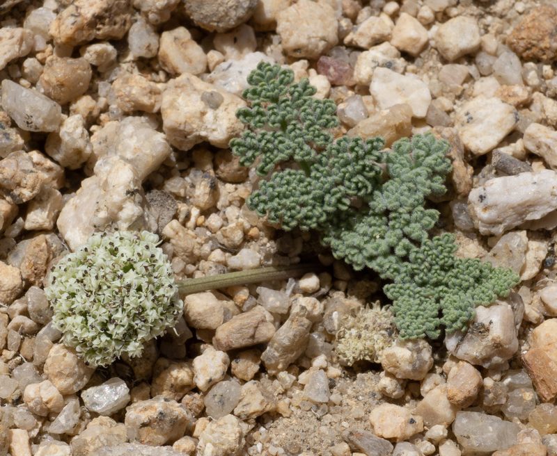 Oreonana clementis, photographed by Matt Berger