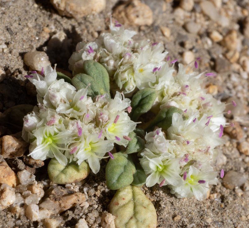 Cistanthe monosperma, photographed by Matt Berger