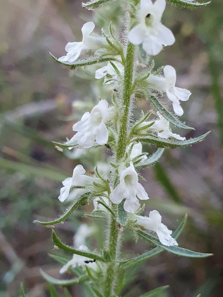Anarrhinum pedatum, photographed by Mehdi Chetibi