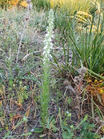 Anarrhinum pedatum, photographed by Mehdi Chetibi