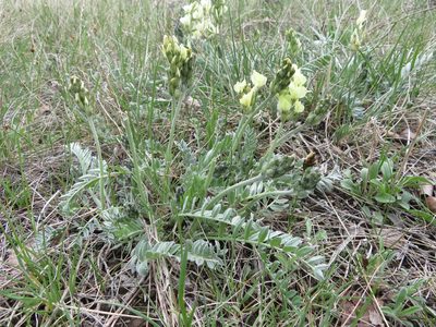 Oxytropis sericea, photographed by dghjertaas