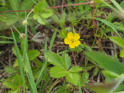 Potentilla simplex, photographed by mefisher