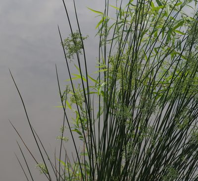 Juncus effusus, photographed by mefisher