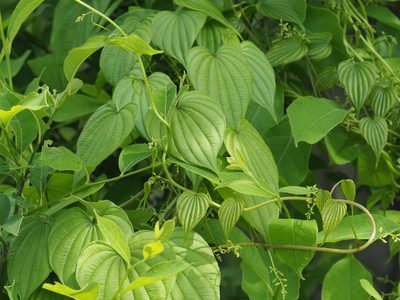 Dioscorea villosa, photographed by mefisher