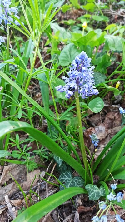 Scilla bithynica, photographed by olha_chusova