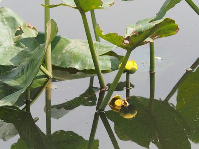 Nuphar advena, photographed by mefisher