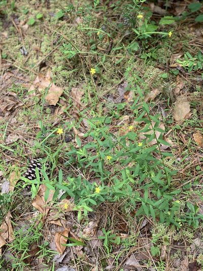 Linum striatum, photographed by Laura Clark