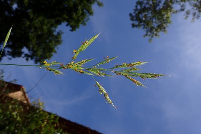 Bromus erectus, photographed by Julien Renoult