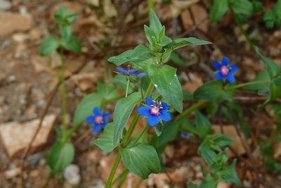 Lysimachia foemina, photographed by Julien Renoult