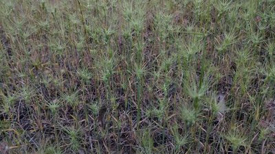 Aegilops geniculata, photographed by scolym