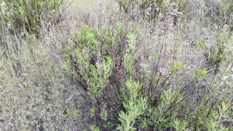 Dittrichia viscosa, photographed by scolym