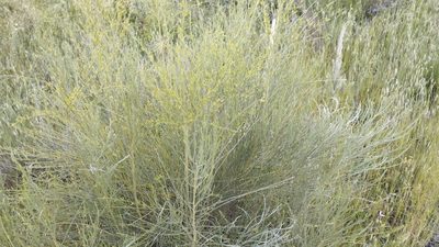 Retama sphaerocarpa, photographed by scolym