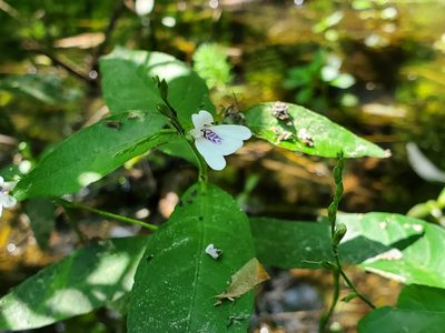 Dianthera ovata, photographed by Samuel A Schmid, PhD, PWS