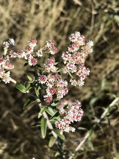 Tenrhynea phylicifolia, photographed by Ryan Donnelly
